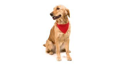 Collar Bandana Roco
